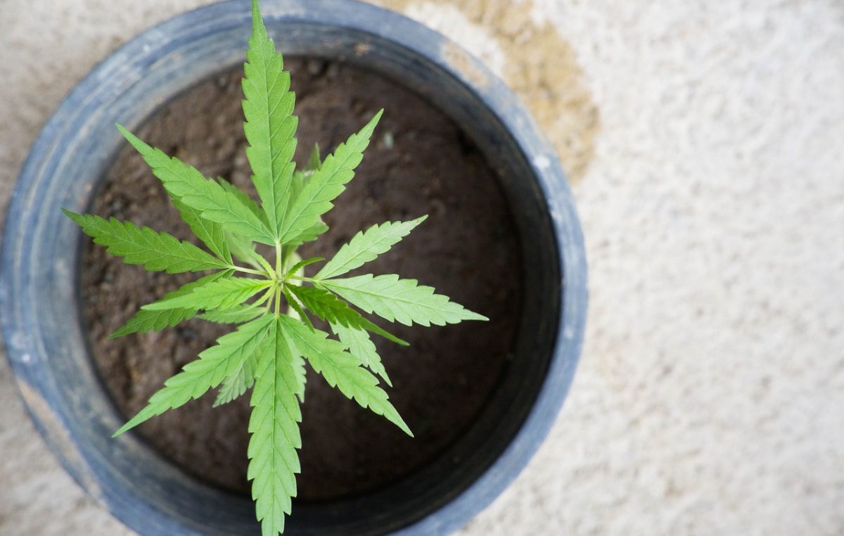 Opatijska policija otkrila ilegalni laboratorij u kojem je pronašla veću količinu marihuane