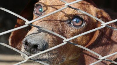 Aktivist za prava životinja oteo psa da ga spasi od zlostavljanja, zauzvrat dobio kaznenu prijavu