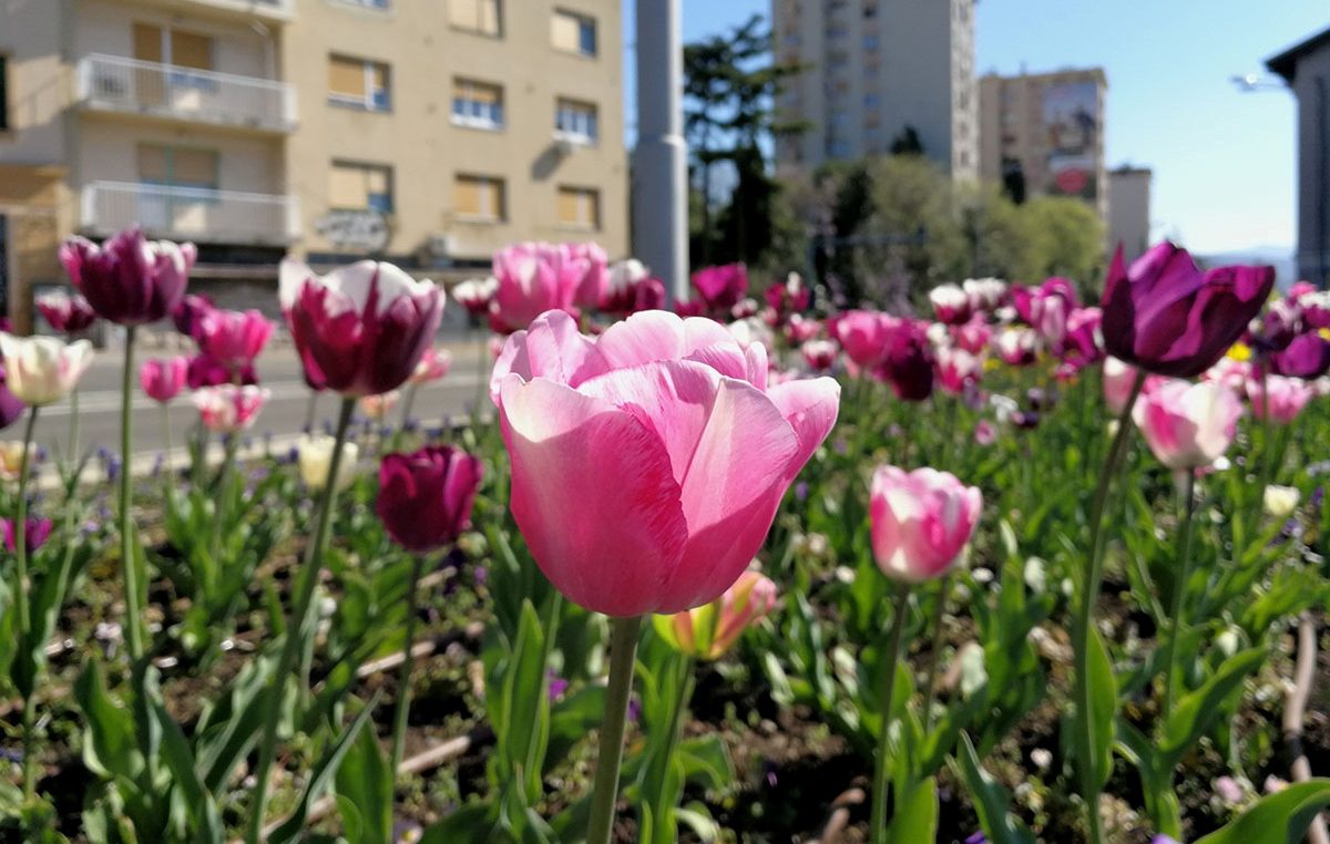 Sutra podjela cvijeća s cvjetnih gredica na Trgu bana Jelačića