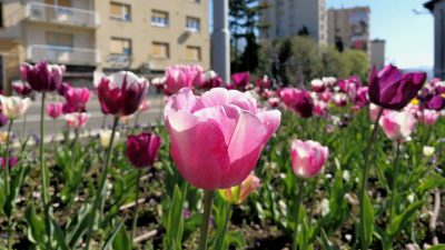 Sutra podjela cvijeća s cvjetnih gredica na Trgu bana Jelačića