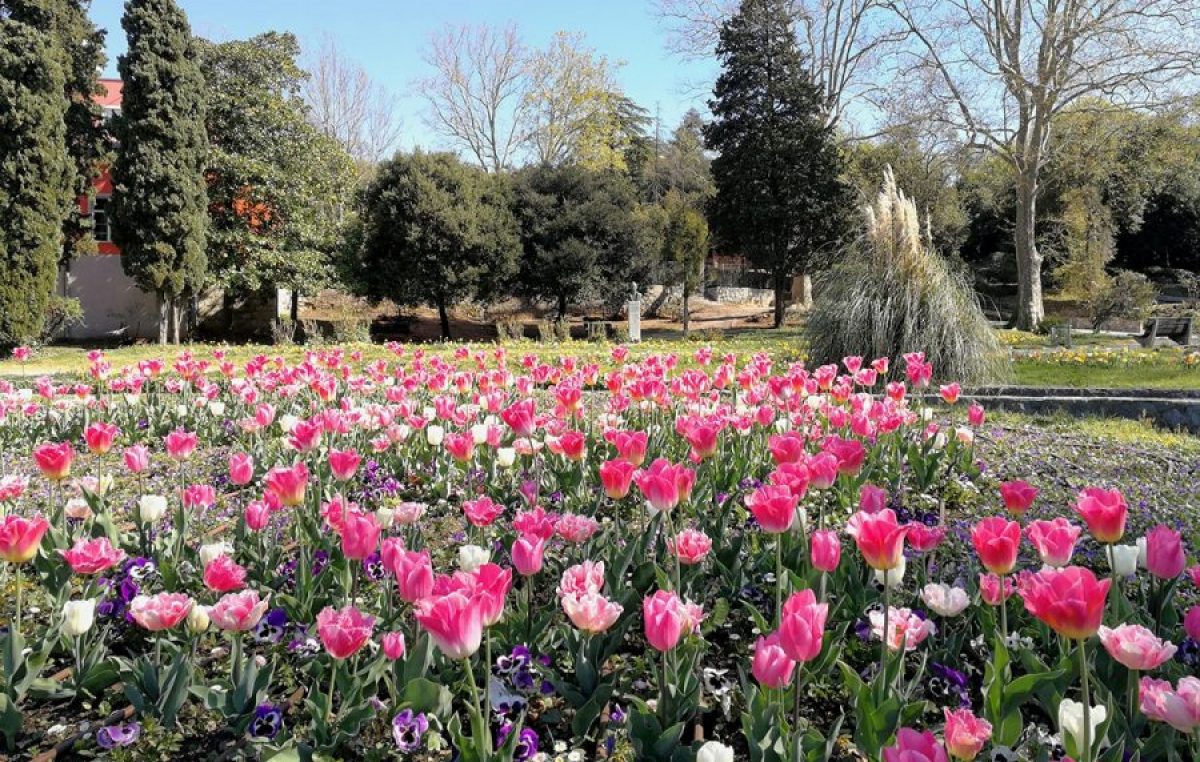 Proljetno šarenilo: Gradske gredice i parkovi uljepšani tulipanima i drugim lukovičastim cvijećem