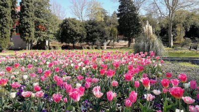 Proljetno šarenilo: Gradske gredice i parkovi uljepšani tulipanima i drugim lukovičastim cvijećem