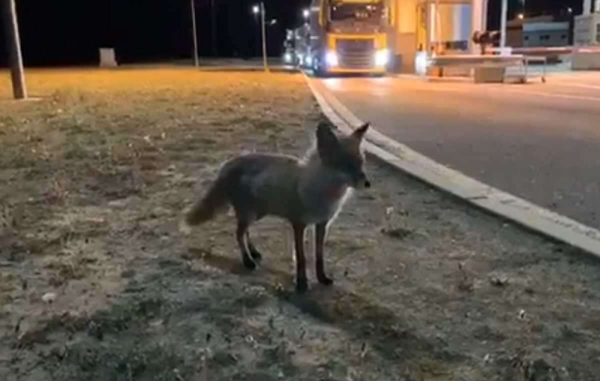 VIDEO Dok nema prometa, graničnim prijelazom vladaju – životinje: Mala lisica postala ‘ljubimac’ GP Pasjak