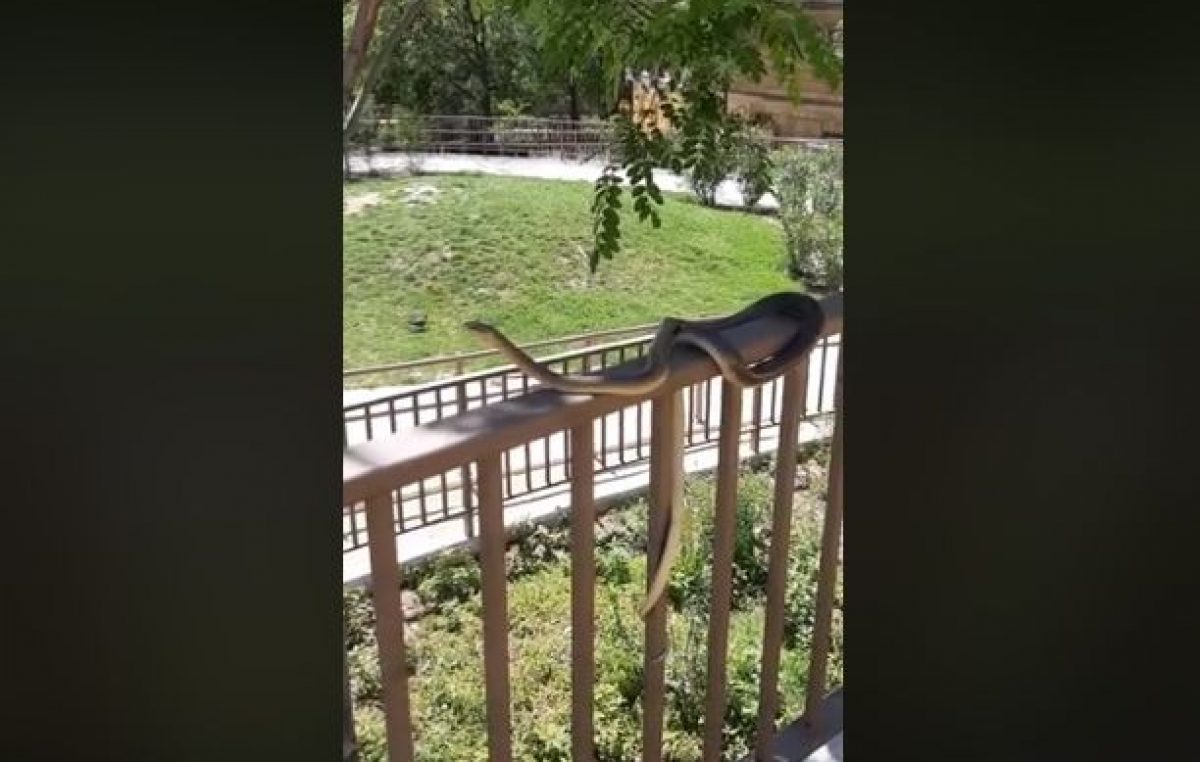 VIDEO Ogromna zmija u parku Pomerio izazvala velik interes Riječana
