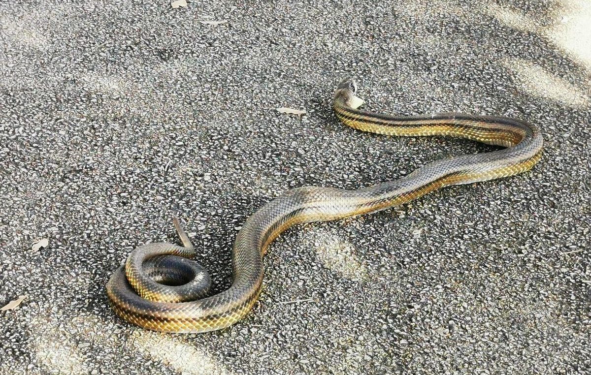 U OKU KAMERE Ogromna zmija iznenadila Riječane – Izašla na sunčanje iznad plaže Sablićevo