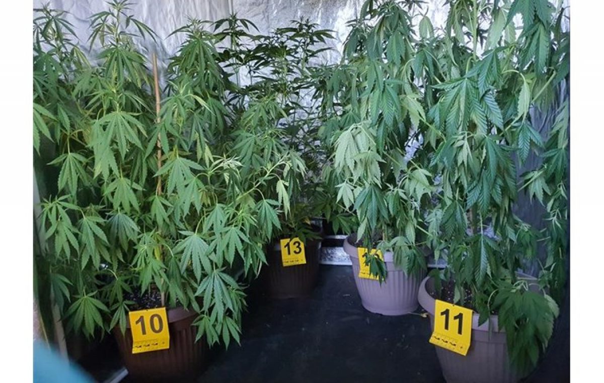 Opatijska policija otkrila pogon za uzgoj marihuane