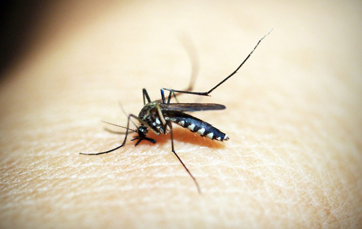 Obavijest o zaprašivanju komaraca u Rijeci
