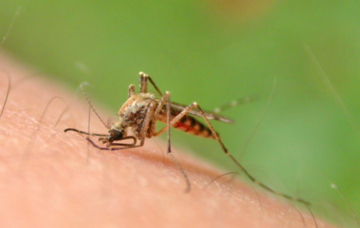 Zaprašivanje komaraca u srijedu i četvrtak