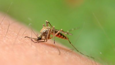 Zaprašivanje komaraca na području Rijeke