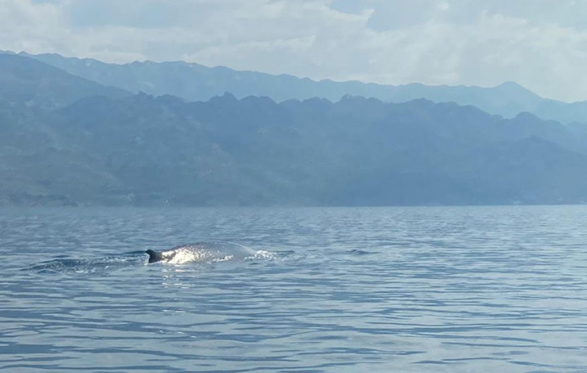 Apel Plavog svijeta: Pomozite nam pronaći velikog kita