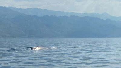 Apel Plavog svijeta: Pomozite nam pronaći velikog kita