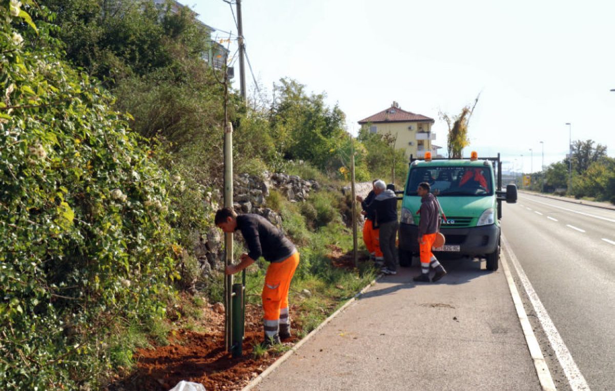 Održana akcija nastavka sadnje drvoreda na novoj cesti Hosti-Viškovo