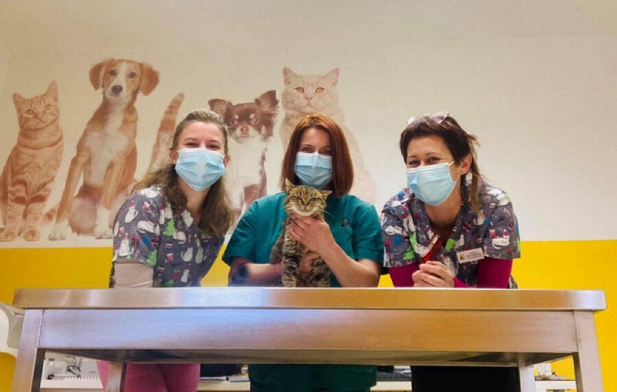 Riječka udruga Mijau do kraja veljače organizira sterilizaciju mačaka u pola cijene