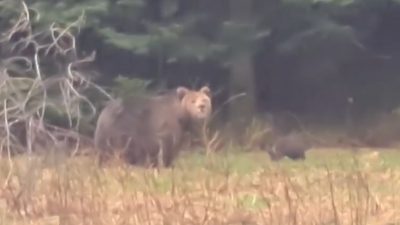 [VIDEO] Bezbrižna igra malih medvjedića
