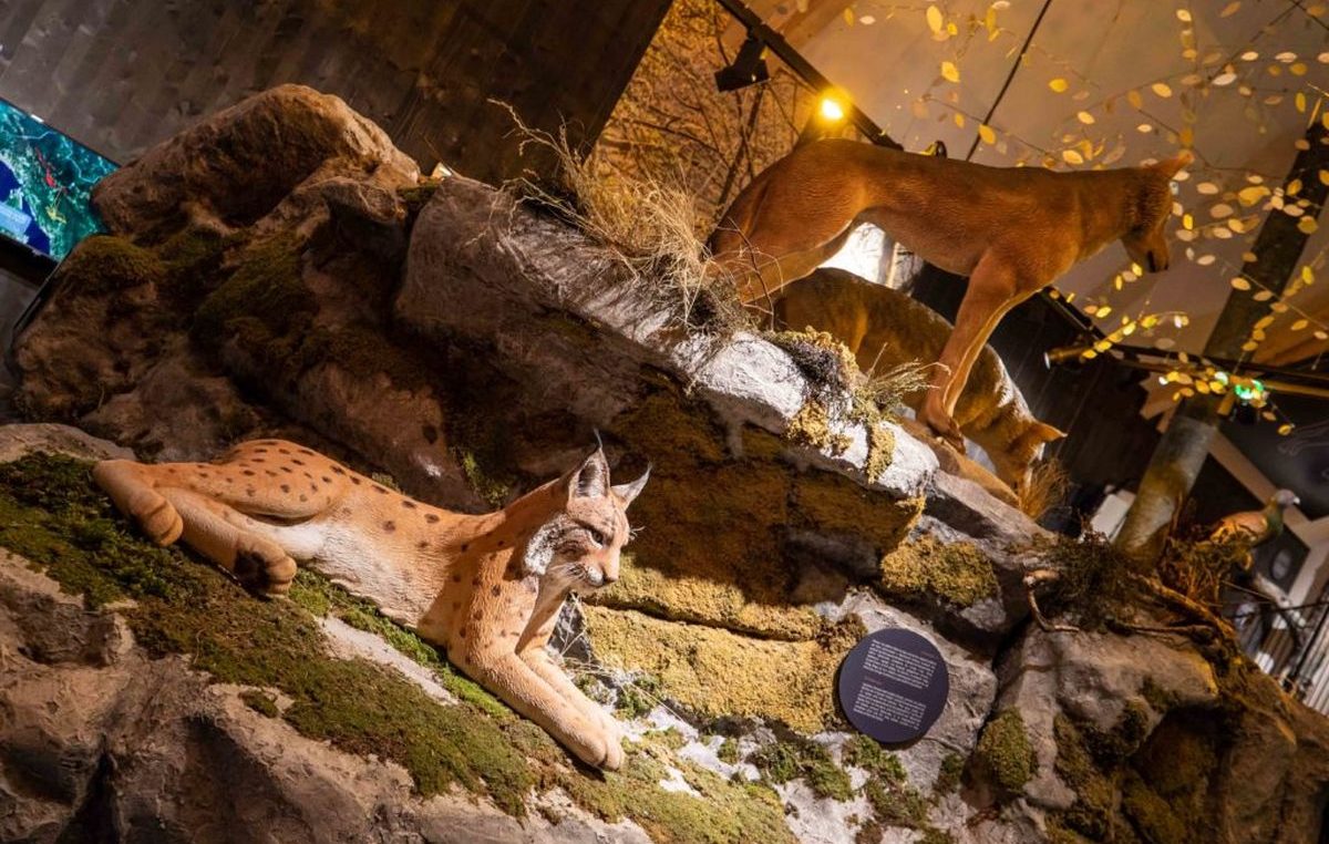 U Staroj Sušici otvoren Centar za posjetitelje “Velike zvijeri” – multimedijski postav o medvjedu, vuku i risu