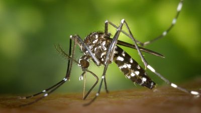 Zaprašivanje komaraca u ponedjeljak i utorak, 19. i 20. srpnja