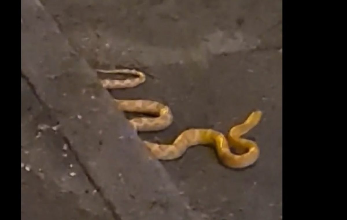 [VIDEO] Nesvakidašnji prizor na Belvederu – Odbjeglu kukuruznu zmiju s prometnice odnijeli vatrogasci