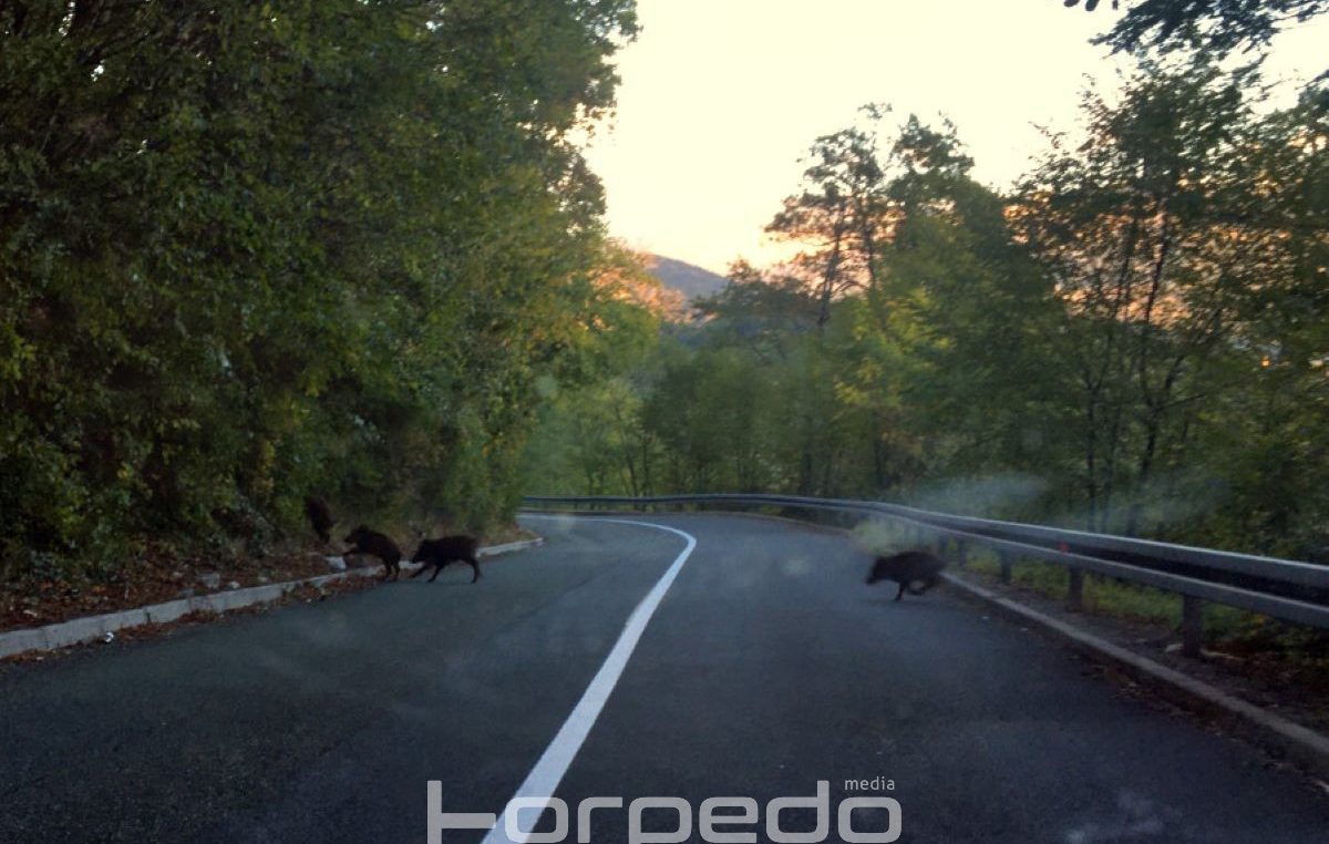 [FOTO] Bliski susret s divljim svinjama i na Grohovskom putu: U zadnji čas smo zakočili i izbjegli sudar s jednim većim čoporom