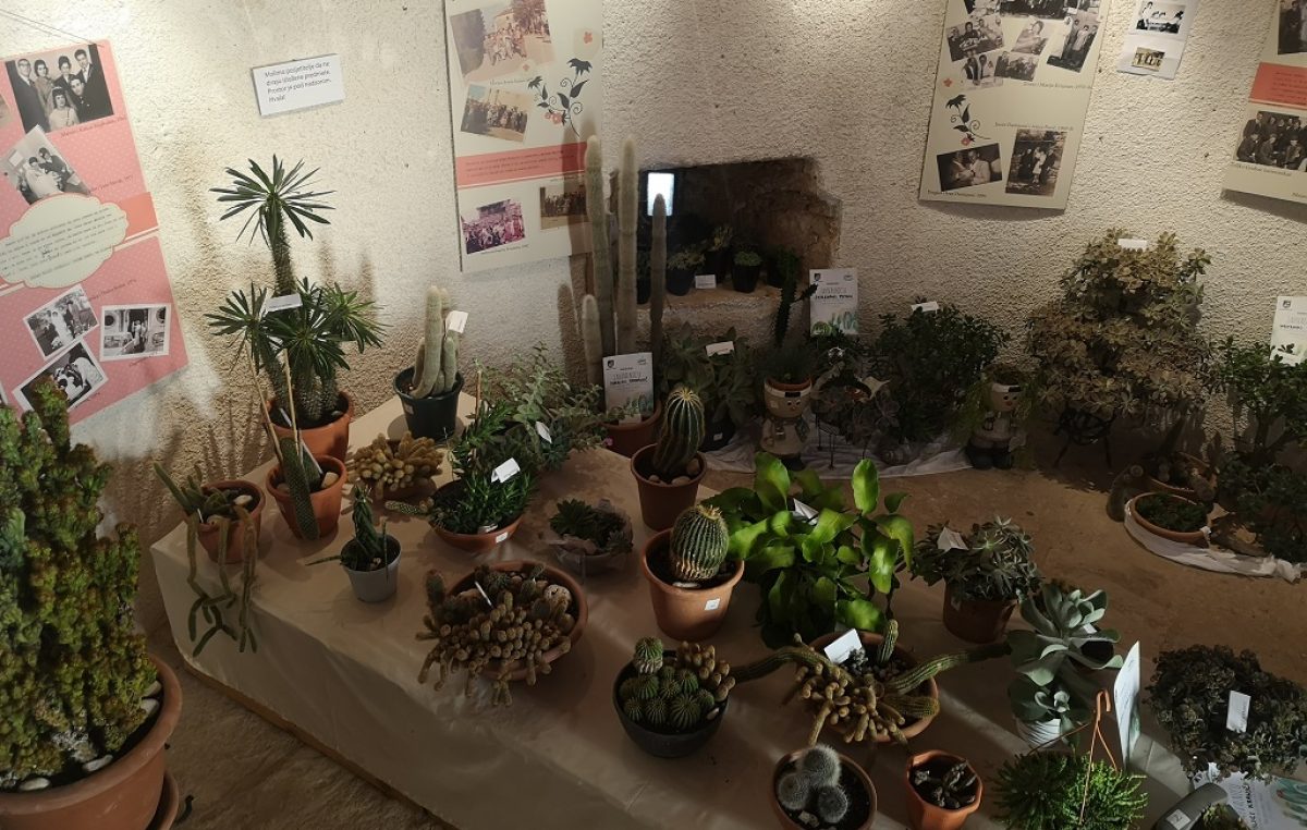 [FOTO] Na ‘Bodljikavim danima u Žminju’ izloženo 260 kaktusa i sukulenata iz cijele Istre